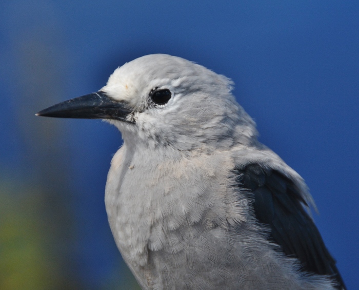 close up of Clark's Nutcracker bird
